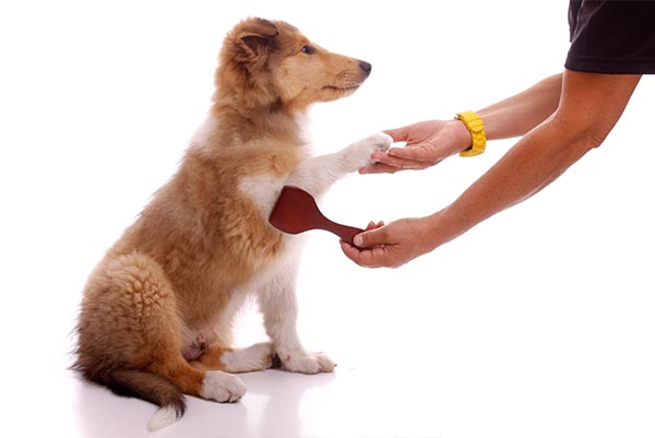 Five dog tricks that really help in everyday life! 