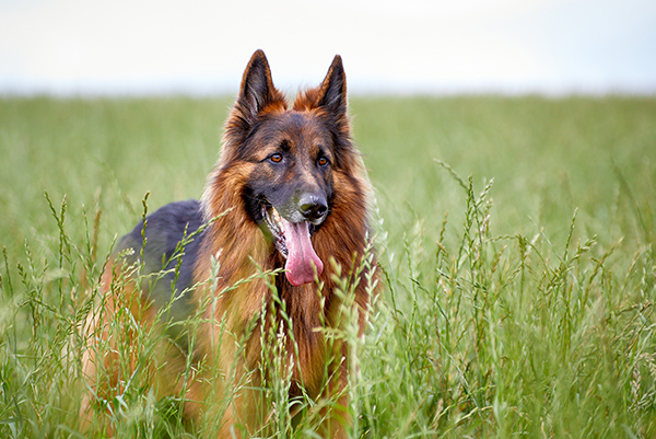 Tick protection for dogs
