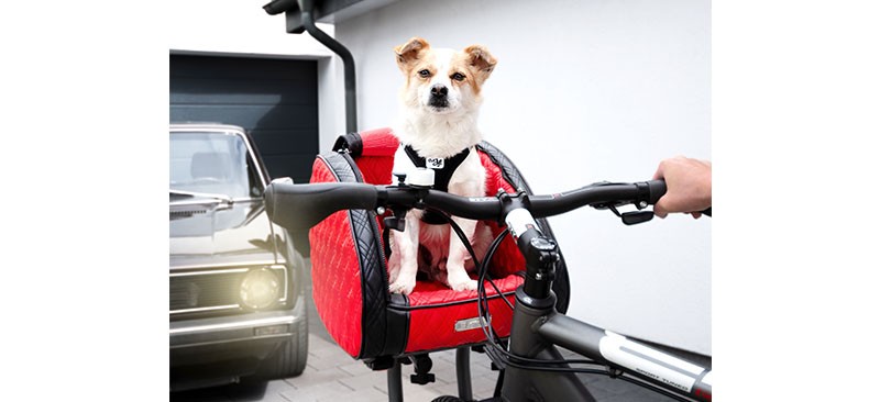 Hund auf dem Fahrrad mitnehmen │Hundekorb fürs Fahrrad