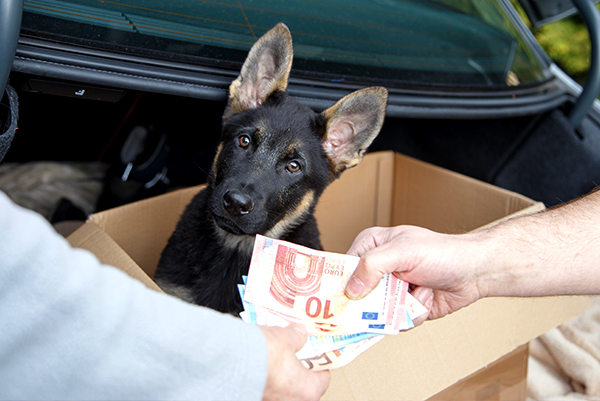 Buying a dog - but where?