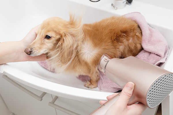 Is it allowed to blow-dry a dog?