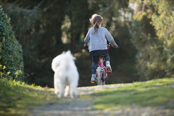Radfahrer und Hund – So sind die Regeln