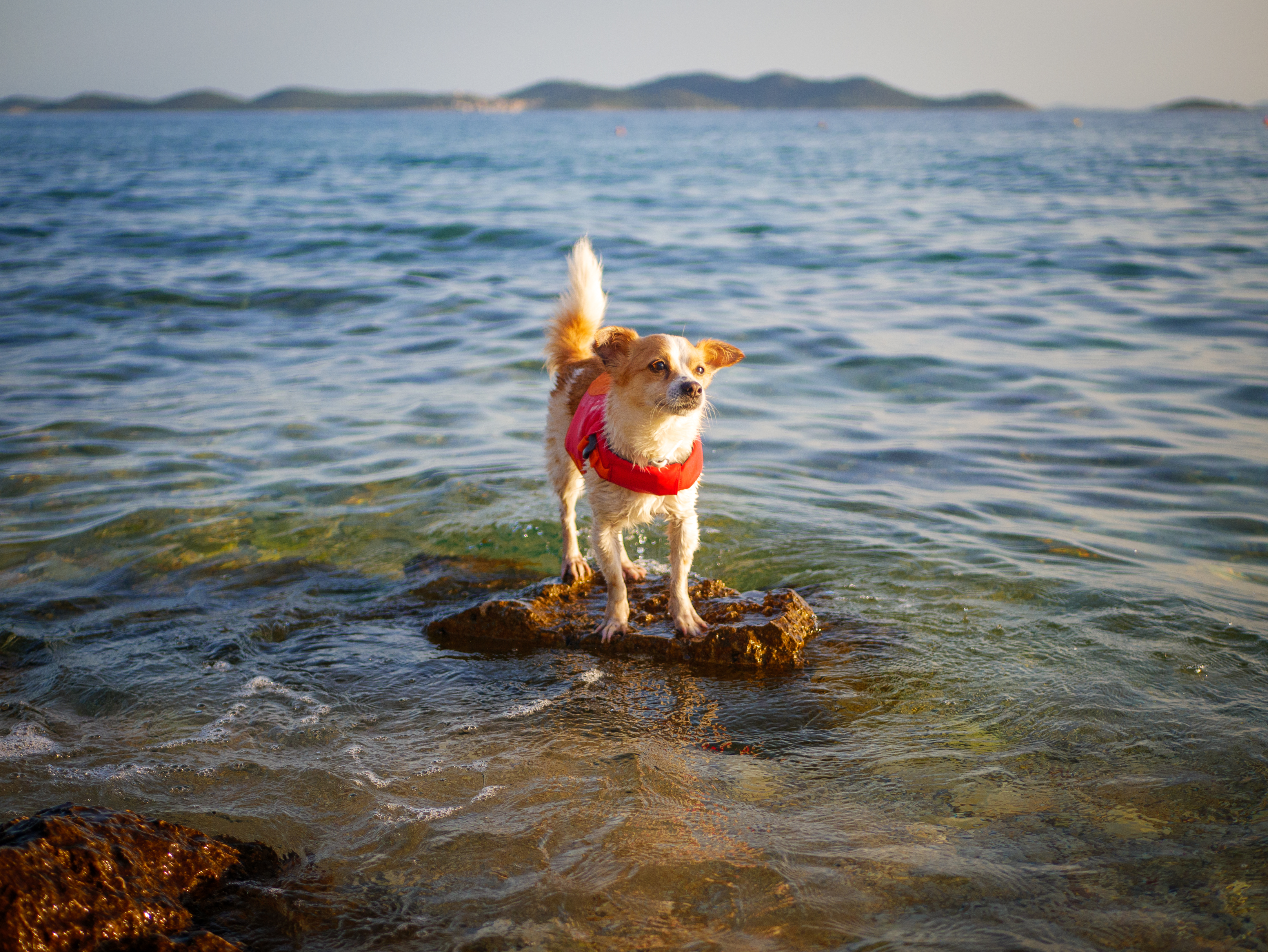 Der Hitze trotzen: 5 Tipps, wie Dein Hund im Sommer cool bleibt.
