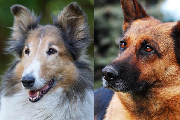 Strongheart, Rin Tin Tin and Lassie