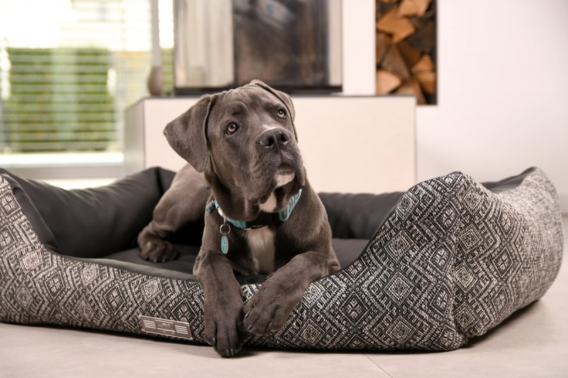 BRAND NEW: The super cool dog bed "Harrison" - the perfect symbiosis of high-quality fabric & faux leather