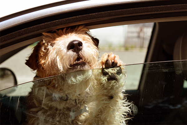 Attention summer: How long may the dog stay in the car?