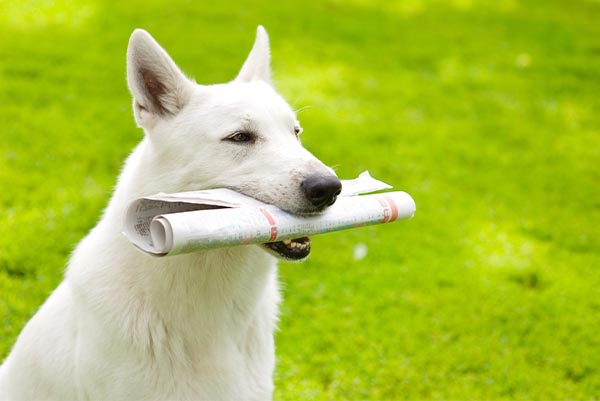 5 dog tricks that really help in everyday life