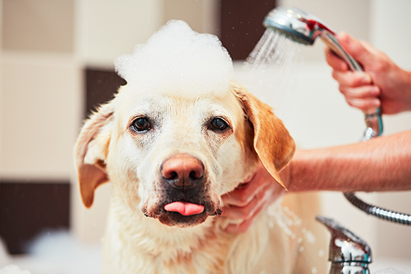 How often should you bathe dogs?