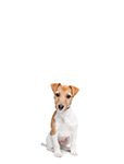 JAck Russel Terrier