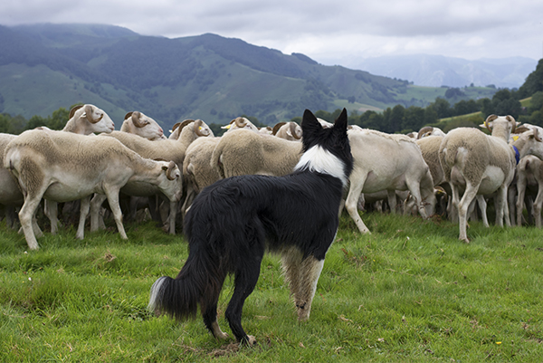 Oh, a flock of sheep - Oh, a guard dog