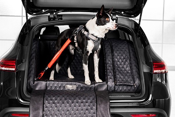 Mehr erfahren über die Hundesicherheit im Auto